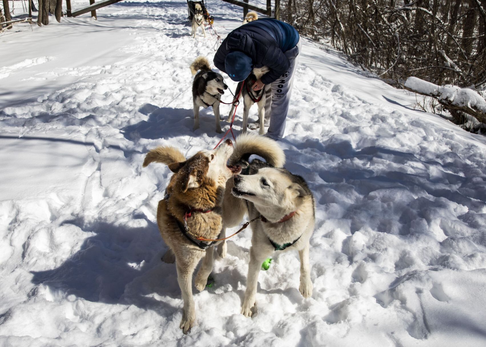 Snow treat for sled dog team